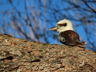 Kookaburra bird on tree