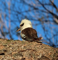 Kookaburra bird on a branch