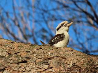 kookaburra bird on the beach