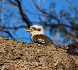 kookaburra bird of prey