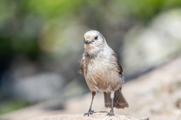 Gray Jay Portrait