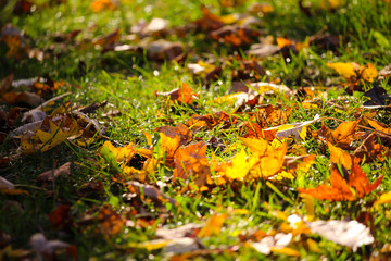 Colorful beautiful maple leaves in autumn, St-Bruno, Quebec, Canada
