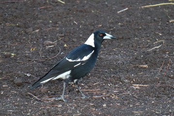 Magpie bird on grass