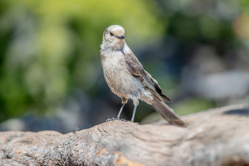Gray Jay