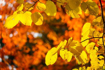 Colorful beautiful maple leaves in autumn, St-Bruno, Quebec, Canada