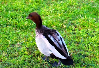 duck on grass