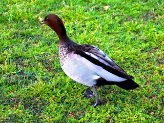 duck on grass