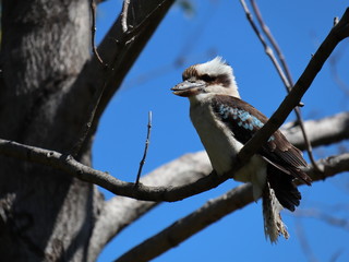 Kookaburra on tree branch