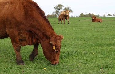 Front half of rust color cow grazing with calf suckling in background