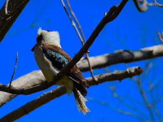 bird on a branch