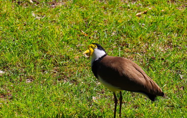 Naklejka premium Wild duck in a park