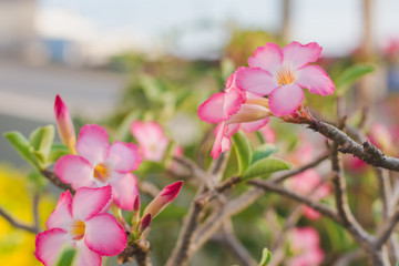 Obraz premium pink flowers in the garden