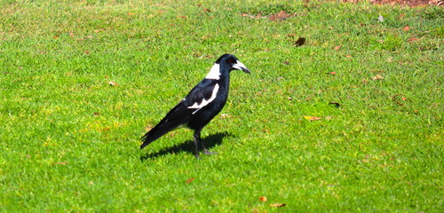 Magpie bird on grass