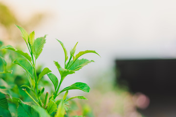 background with green leaves