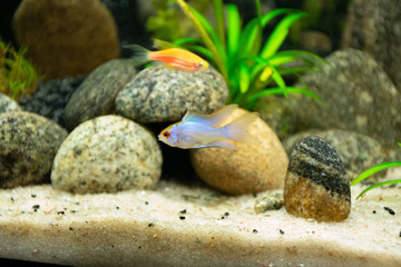 fish in aquarium Ramirezi azul