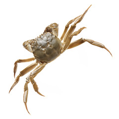 Crab isolated in white background