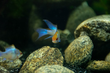 fish in aquarium Ramirezi azul