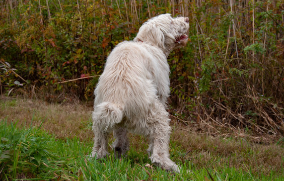 Dog Taking a Dump