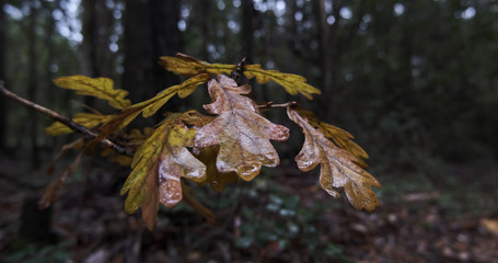 Cork oak leaves in the forest in autumn, turning brown. Wet leaves on a rainy fall day.