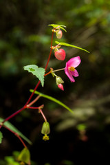 Begonia Silvestre