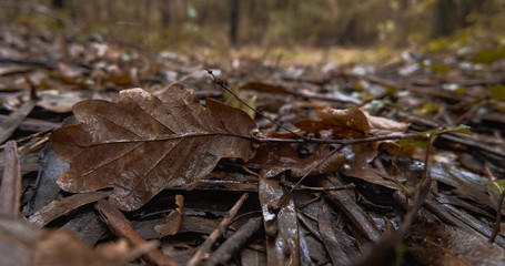 Wet brown leaves on the forest floor in autumn. Close up, low angle with shallow depth of field.