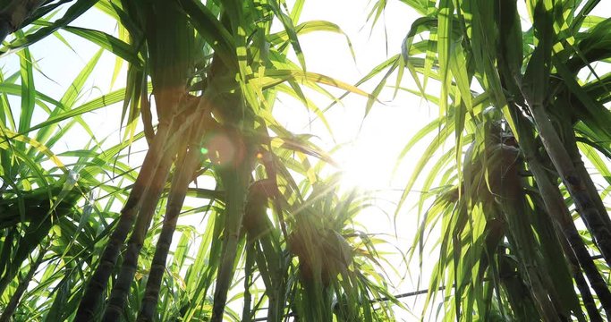 Sugarcane plants blow in the wind in the sunshine