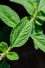 Closeup Of Cullen Mint