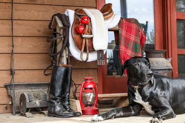 Portrait of a Black Great Dane resting on a farmhouse porch beside a saddle rack with English tack including saddle, bridle, riding boots decorated for Christmas- bells, lantern and plaid blanket