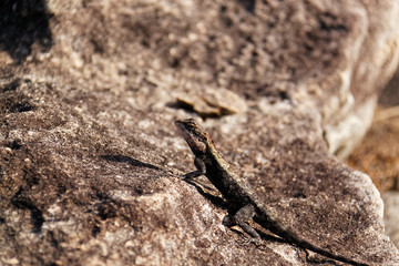agame des rocs - lézard du kerala