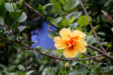 fleur sauvage kerala