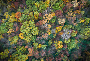 fall forest from above