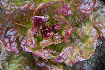 green and purple curly lettuce leaves in the organic garden