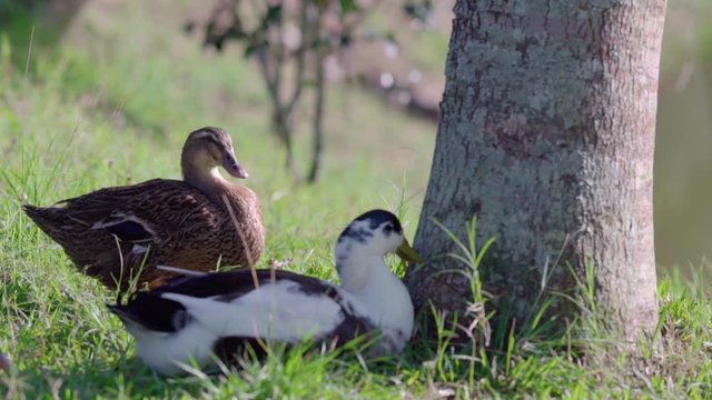 Patos en la pradera
