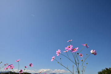 青空とコスモス