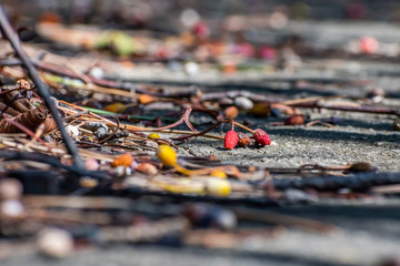 Fallen fruits in various colors-red, yellow, and black