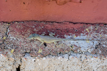 Lizard Walking On Concrete Surface