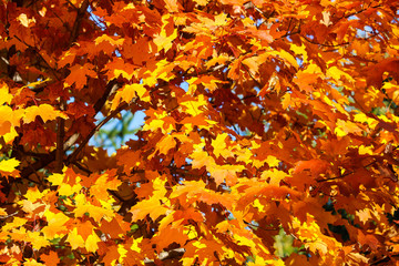 Colorful beautiful maple leaves in autumn, St-Bruno, Quebec, Canada