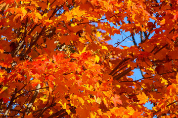 Colorful beautiful maple leaves in autumn, St-Bruno, Quebec, Canada
