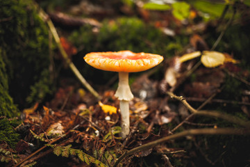 red fly agaric mushroom in the forest