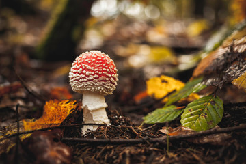 red fly agaric mushroom in the forest