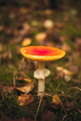 red fly agaric mushroom in the forest