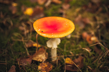 red fly agaric mushroom in the forest