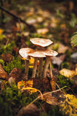 beautiful brown mushrooms in a german forest