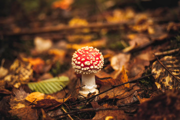 red fly agaric mushroom in the forest