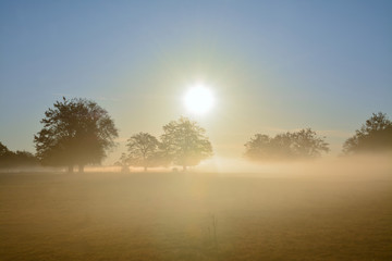 Fototapeta na wymiar autumn morning with fog in the field