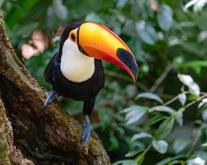 Toucan on Branch