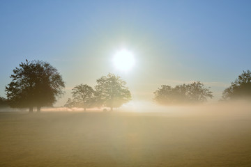morning fog on the field