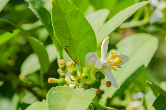 Young Lime Fruit And Blossom