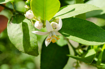 Lime Blossom Closeup