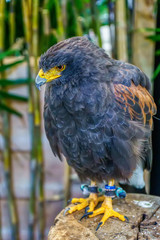 Fototapeta premium Harris's Hawk are poses on the timber. Its a popular pet in Thailand.